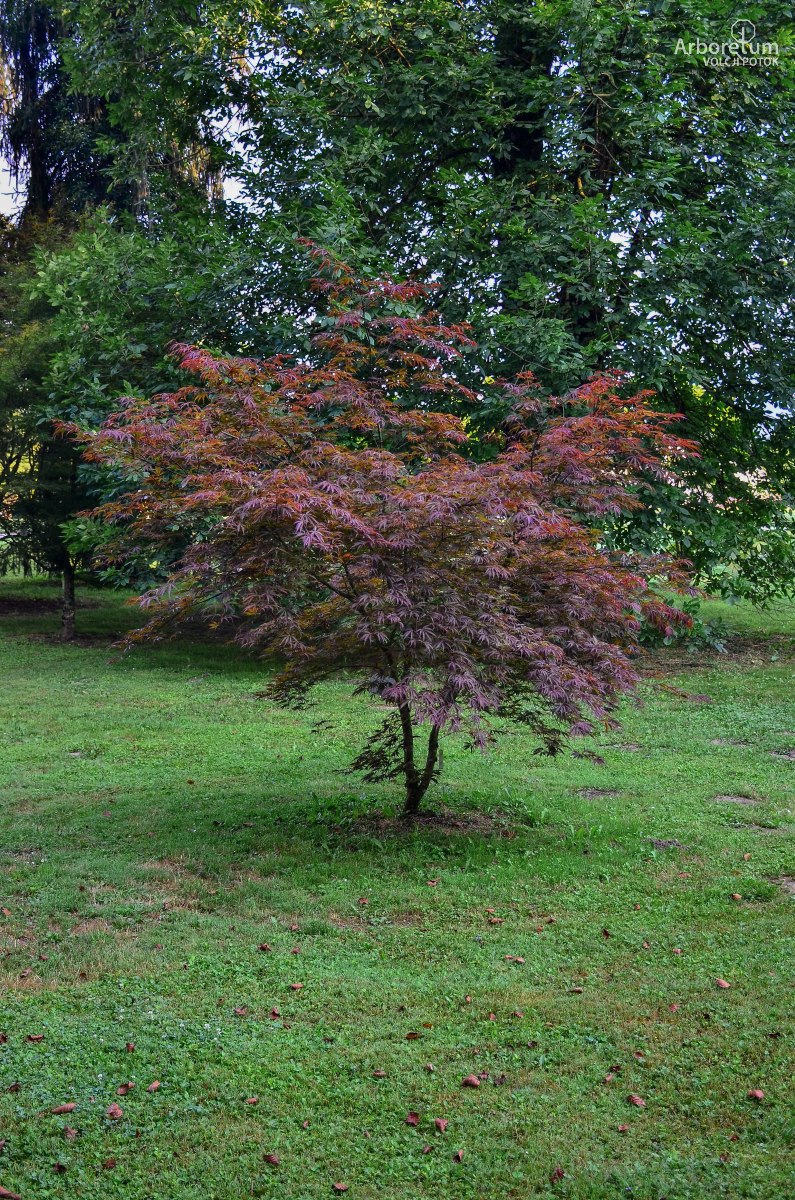 N4-18_Acer palmatum ‘Sherwood Flame’_h