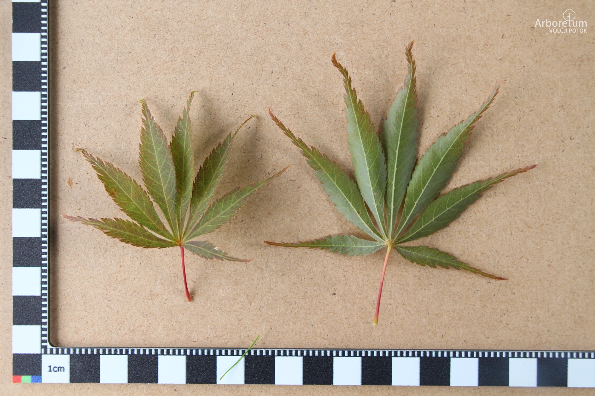 N4-18_Acer palmatum ‘Sherwood Flame’_l