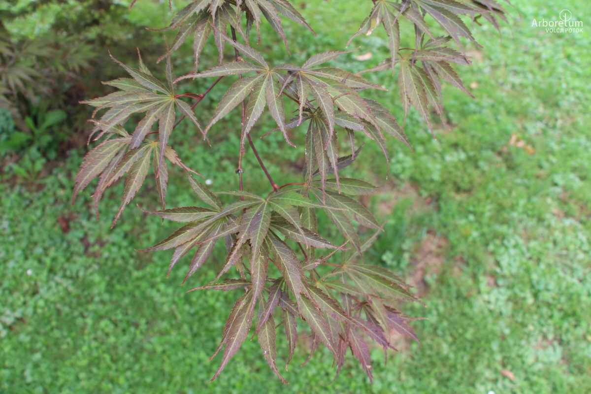 N4-18_Acer palmatum ‘Sherwood Flame’_v