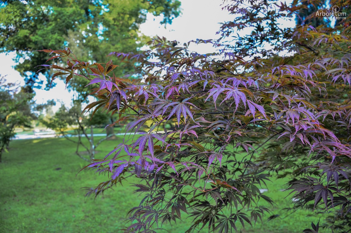 N4-18_Acer palmatum ‘Sherwood Flame’_v2