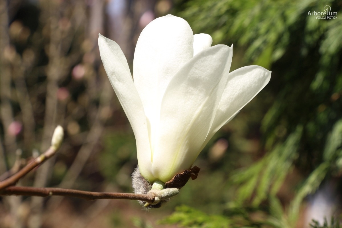 T-1-23_Magnolia ‘Cotton Candy’_c8