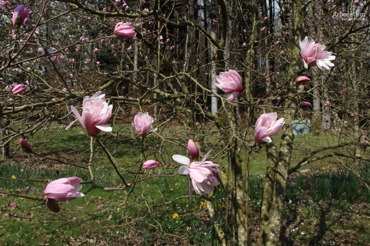 T-1-39_Magnolia stellata ‘Keiskei’_c5