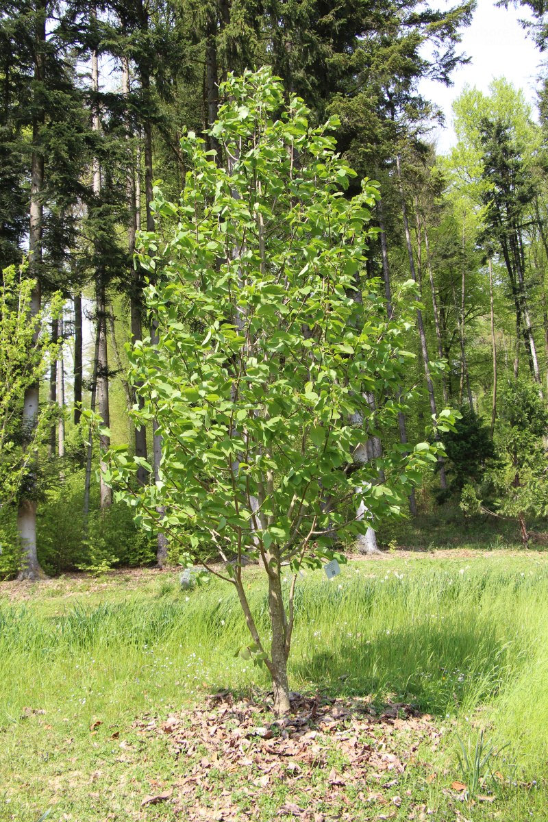 T1-10_Magnolia ‘Flamingo’_h