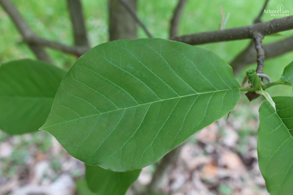 T1-10_Magnolia ‘Flamingo’_l3