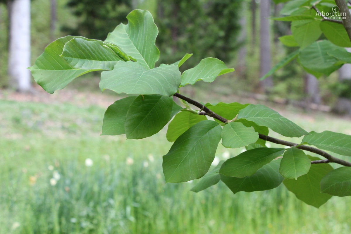 T1-10_Magnolia ‘Flamingo’_v