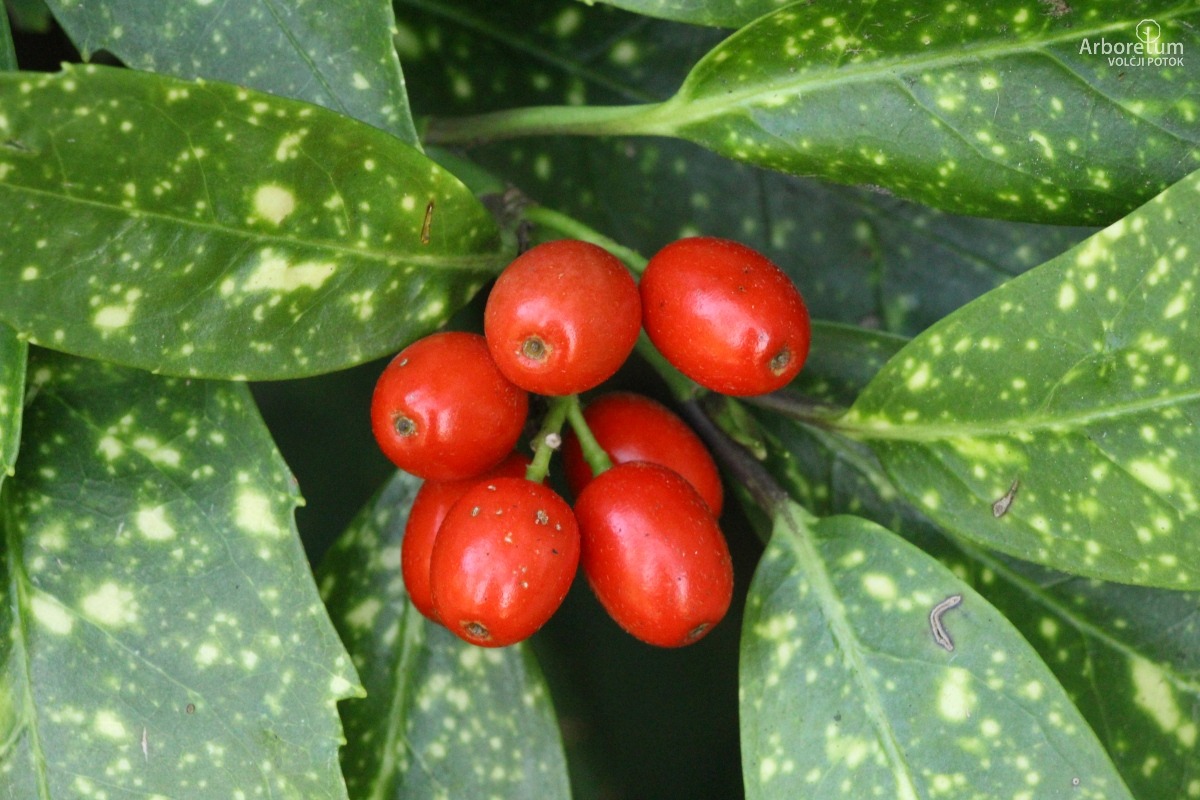 B-1-149_Aucuba japonica ‘Variegata’_p4