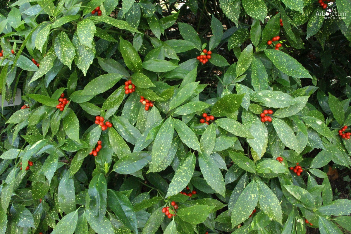 B-1-149_Aucuba japonica ‘Variegata’_v4