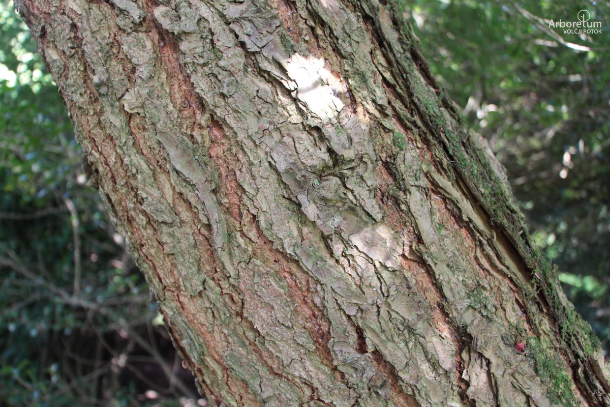 B-1-8_Tsuga canadensis_d2