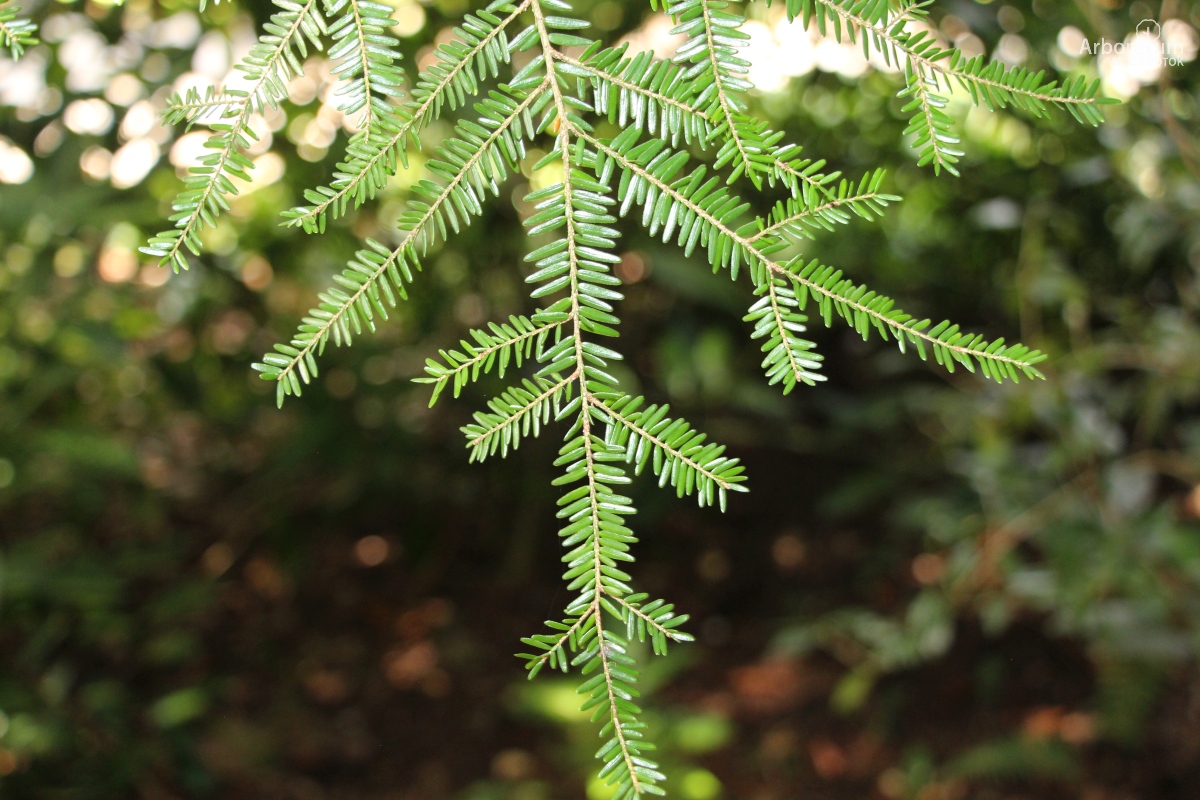 B-1-8_Tsuga canadensis_v2