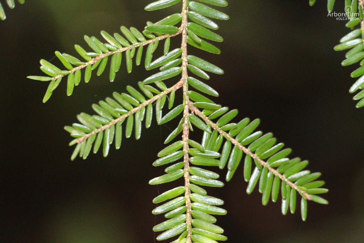 B-1-8_Tsuga canadensis_v3