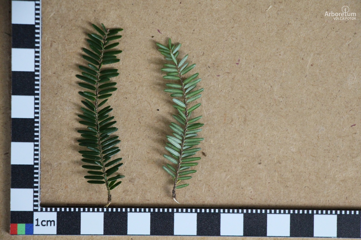 B-1-8_Tsuga canadensis_v5