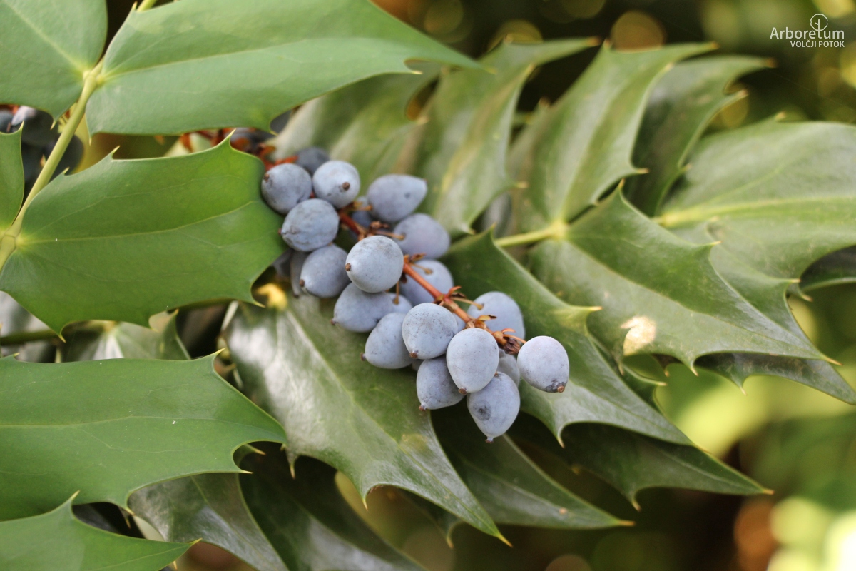 J-1-15_Mahonia × media ‘Winter Sun’_p5