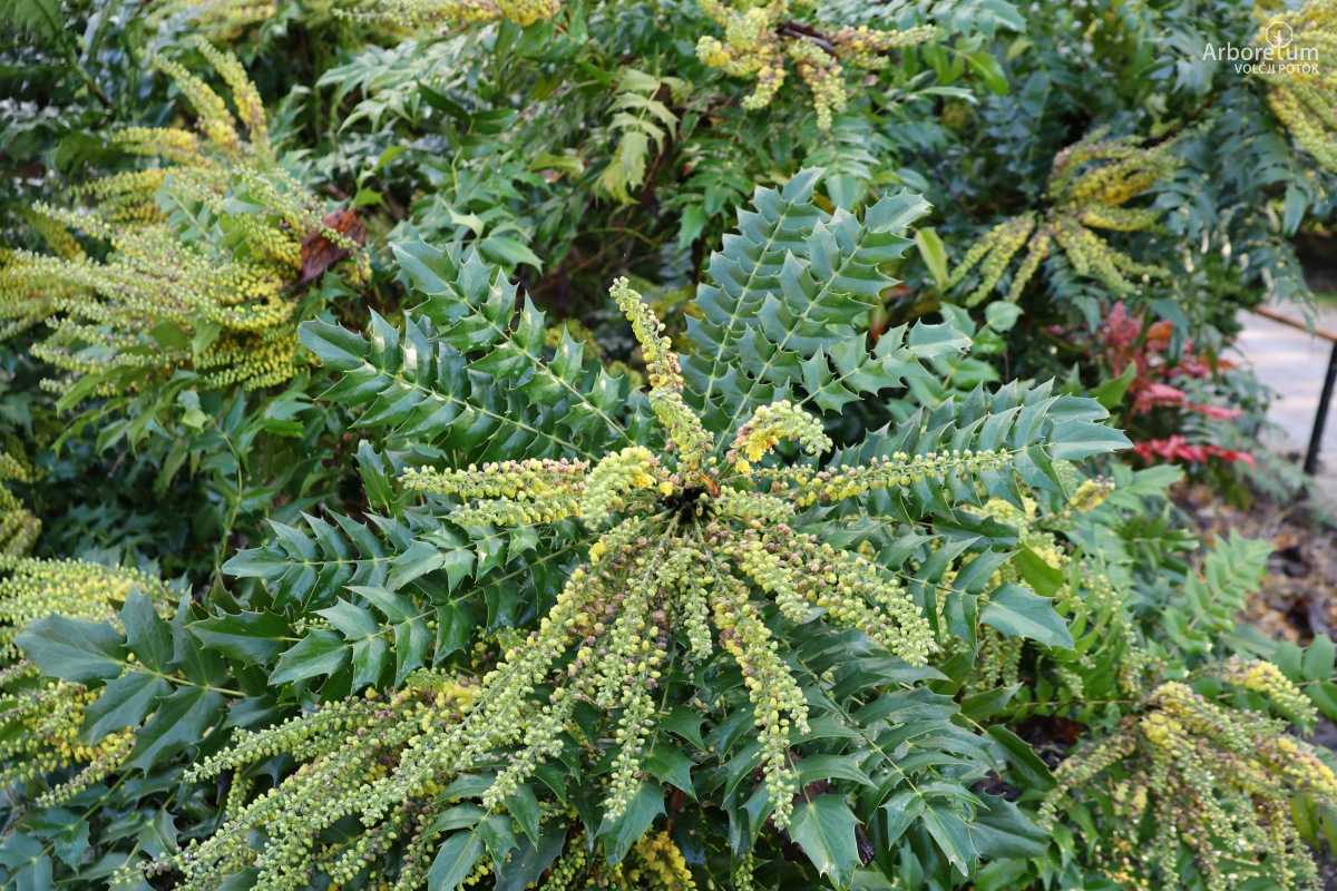 J-1-15_Mahonia × media ‘Winter Sun’_v