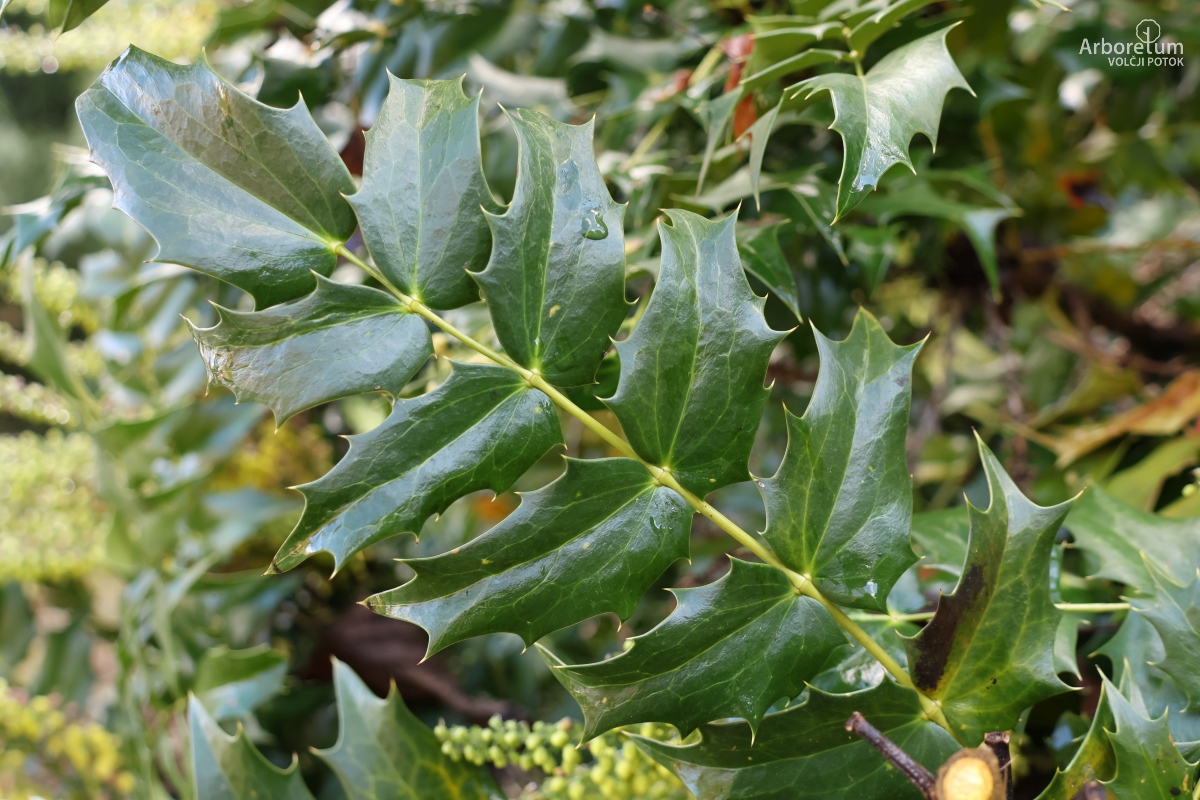 J-1-15_Mahonia × media ‘Winter Sun’_v2