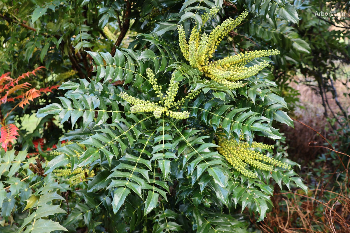 J-1-15_Mahonia × media ‘Winter Sun’_v3