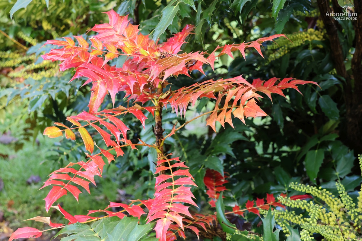 J-1-15_Mahonia × media ‘Winter Sun’_v4