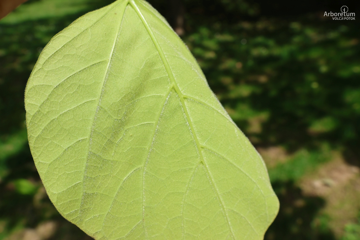 J-8-51_Catalpa bignonioides ‘Aurea’_l5