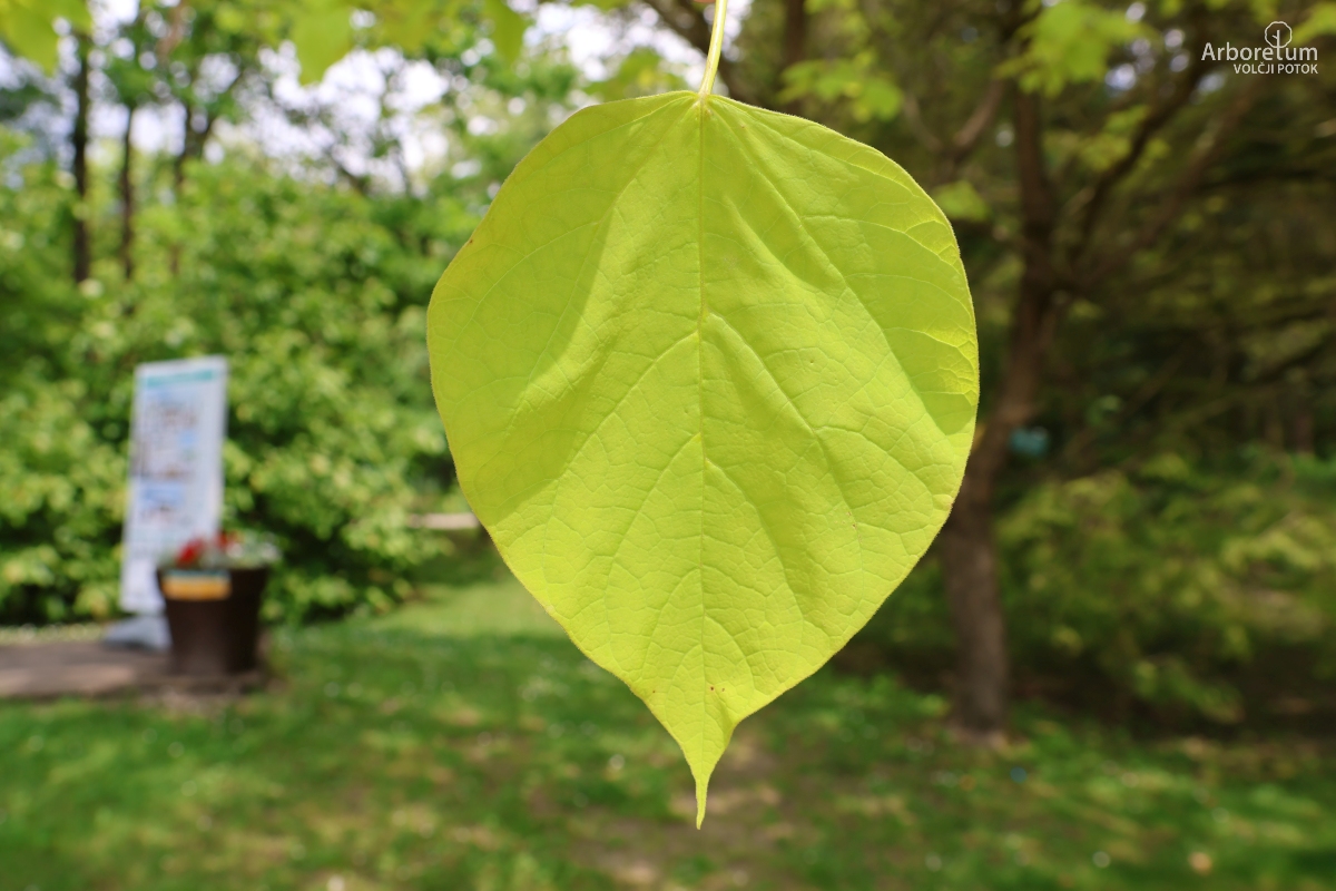 J-8-51_Catalpa bignonioides ‘Aurea’_l6