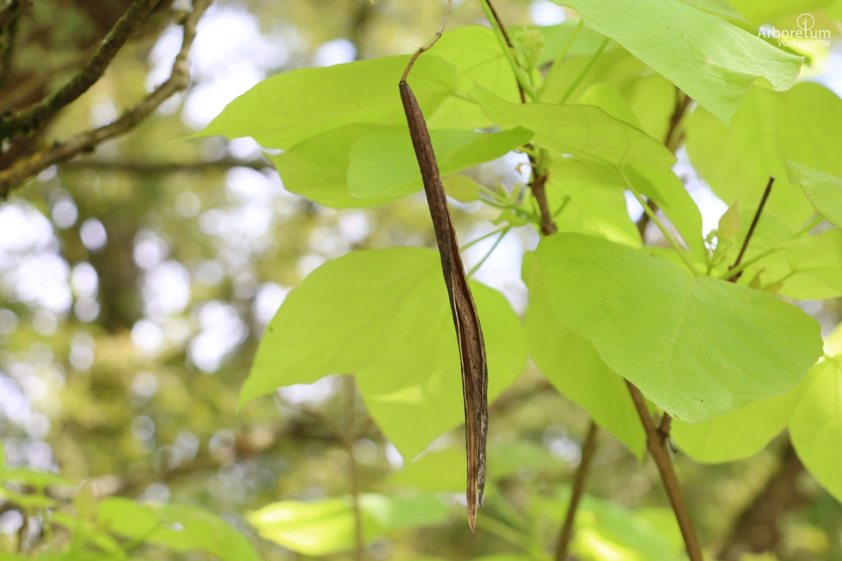 J-8-51_Catalpa bignonioides ‘Aurea’_p