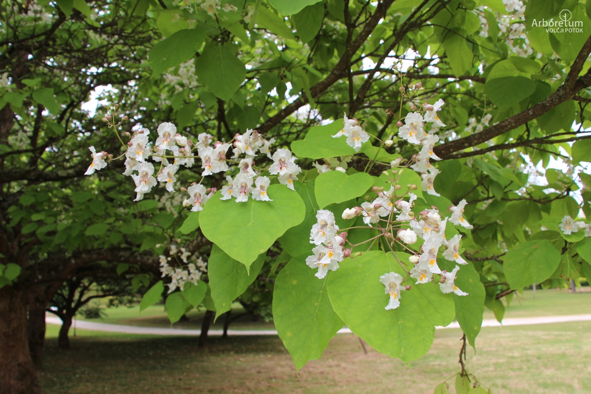 K-3-10_Catalpa bignonioides ‘Aurea’_v2
