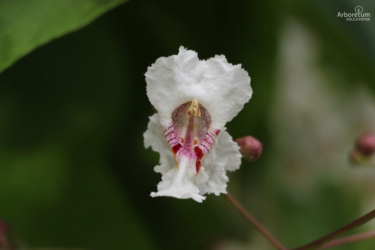 K-3-11_Catalpa bignonioides ‘Aurea’_c