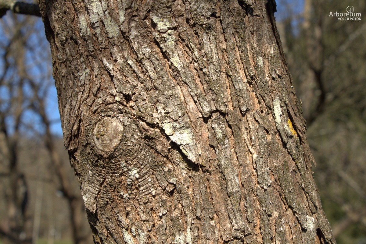 K-3-12_Catalpa bignonioides ‘Aurea’_d7