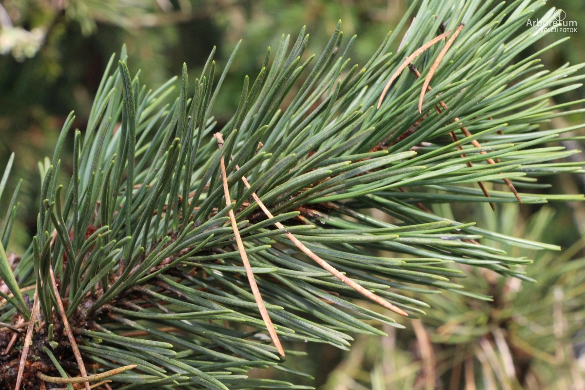 K-3-20_Pinus mugo subsp. uncinata_v4