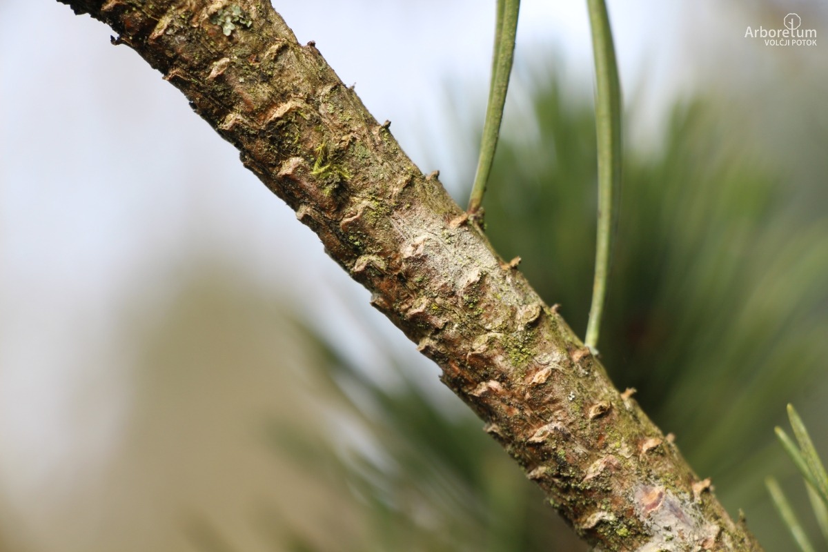 K-3-20_Pinus mugo subsp. uncinata_v6