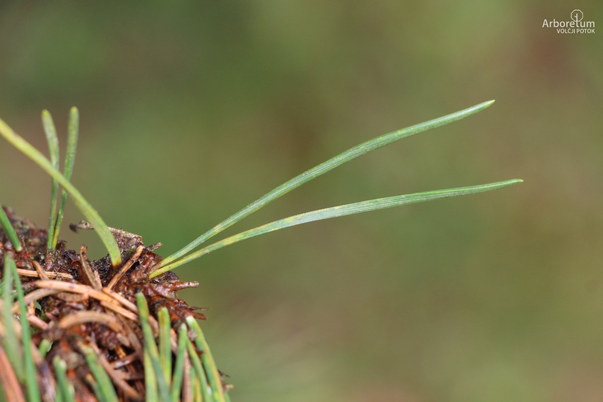 K-3-20_Pinus mugo subsp. uncinata_v7