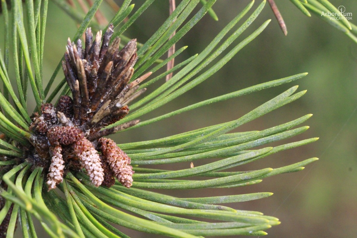 K-3-20_Pinus mugo subsp. uncinata_v8