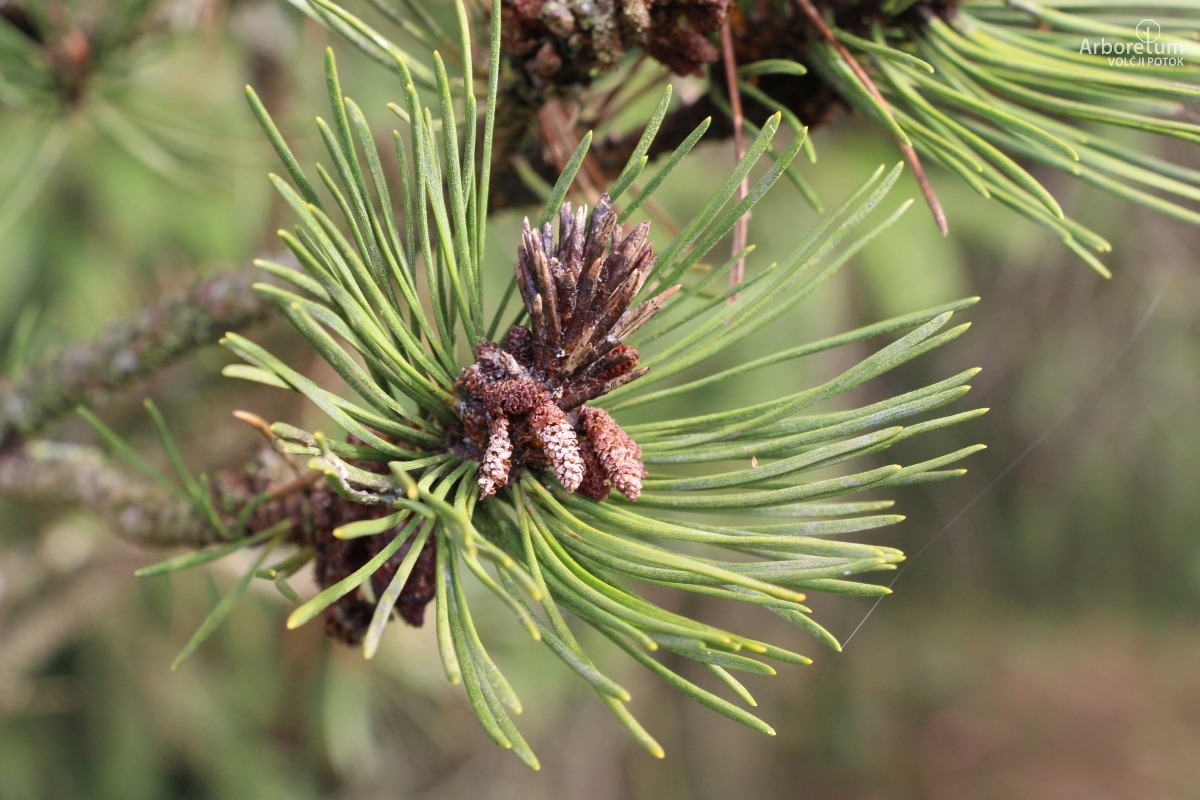 K-3-20_Pinus mugo subsp. uncinata_v9