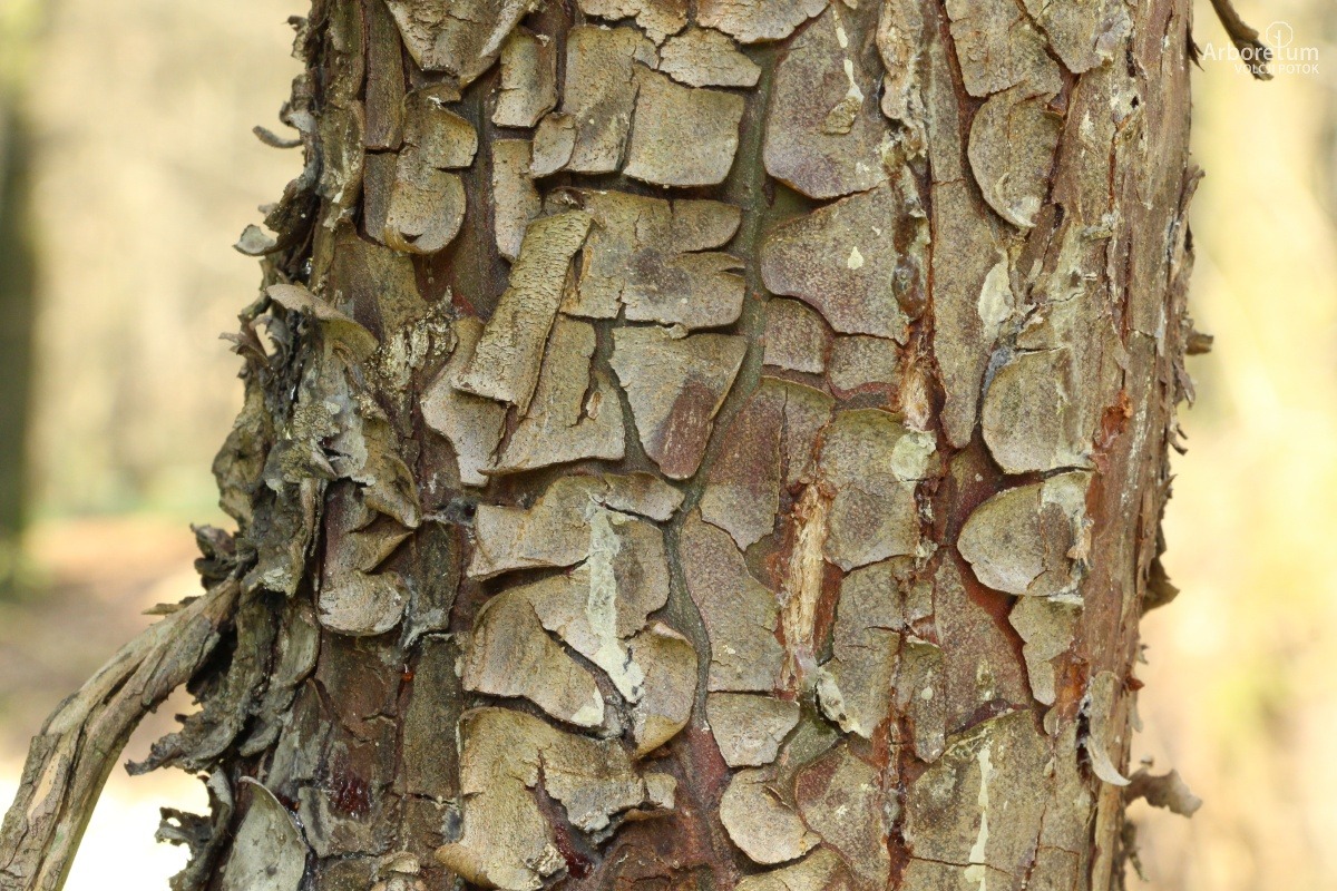 K-3-35_Cupressus arizonica_d4