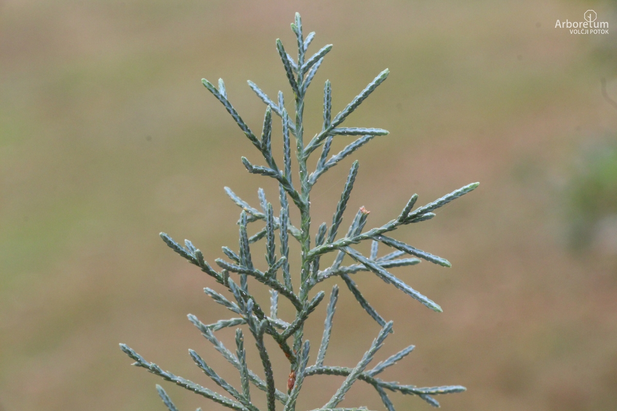 K-3-35_Cupressus arizonica_v10