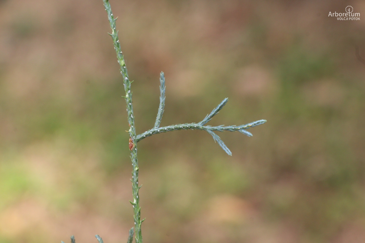 K-3-35_Cupressus arizonica_v11