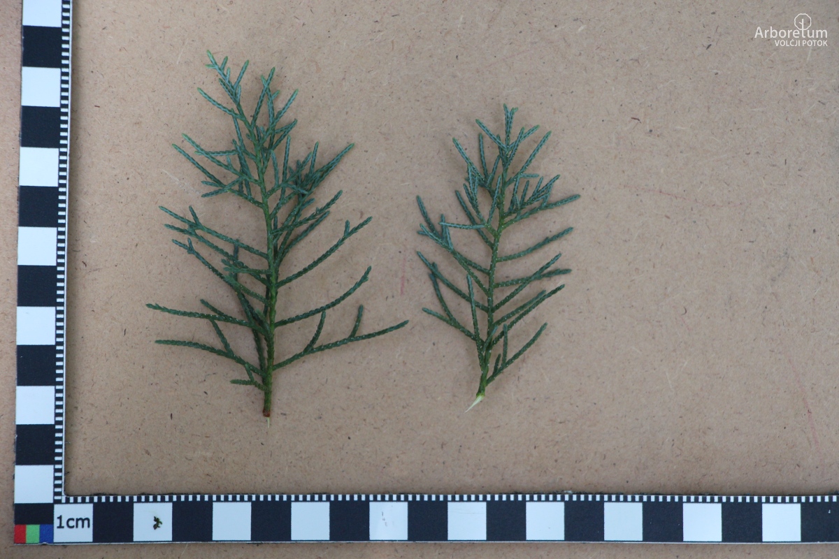 K-3-35_Cupressus arizonica_v12