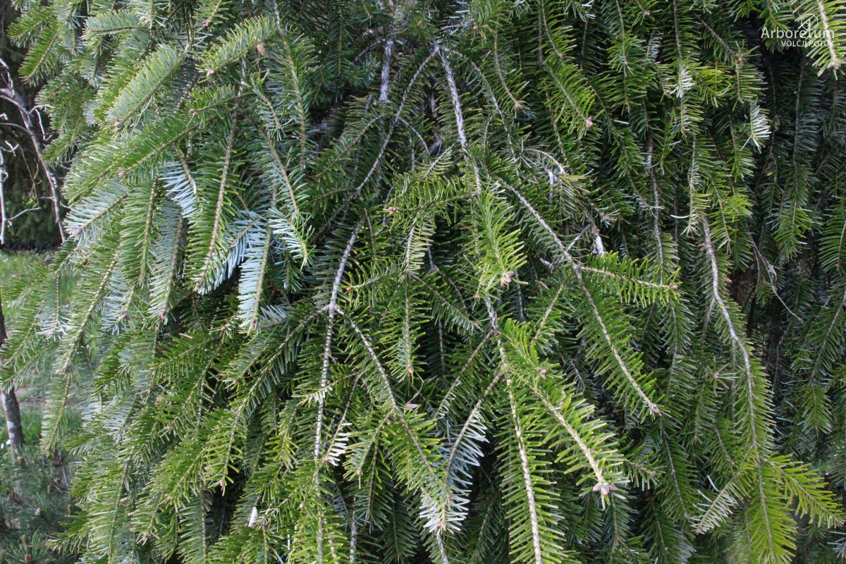 K-3-424_Abies alba ‘Pendula’_v10