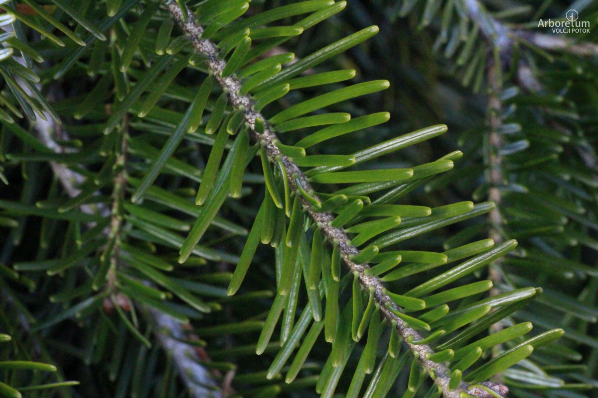 K-3-424_Abies alba ‘Pendula’_v14