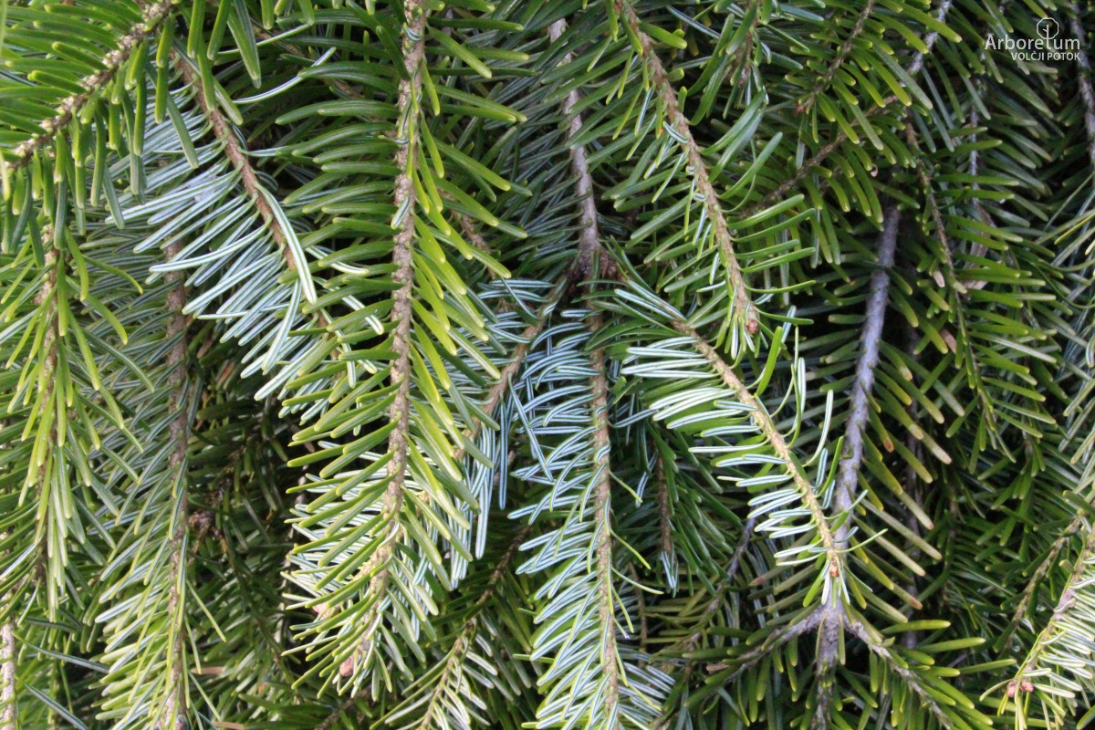 K-3-424_Abies alba ‘Pendula’_v15