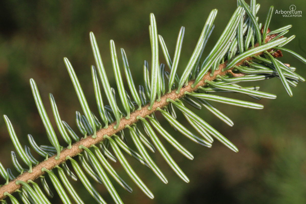 K-3-424_Abies alba ‘Pendula’_v24