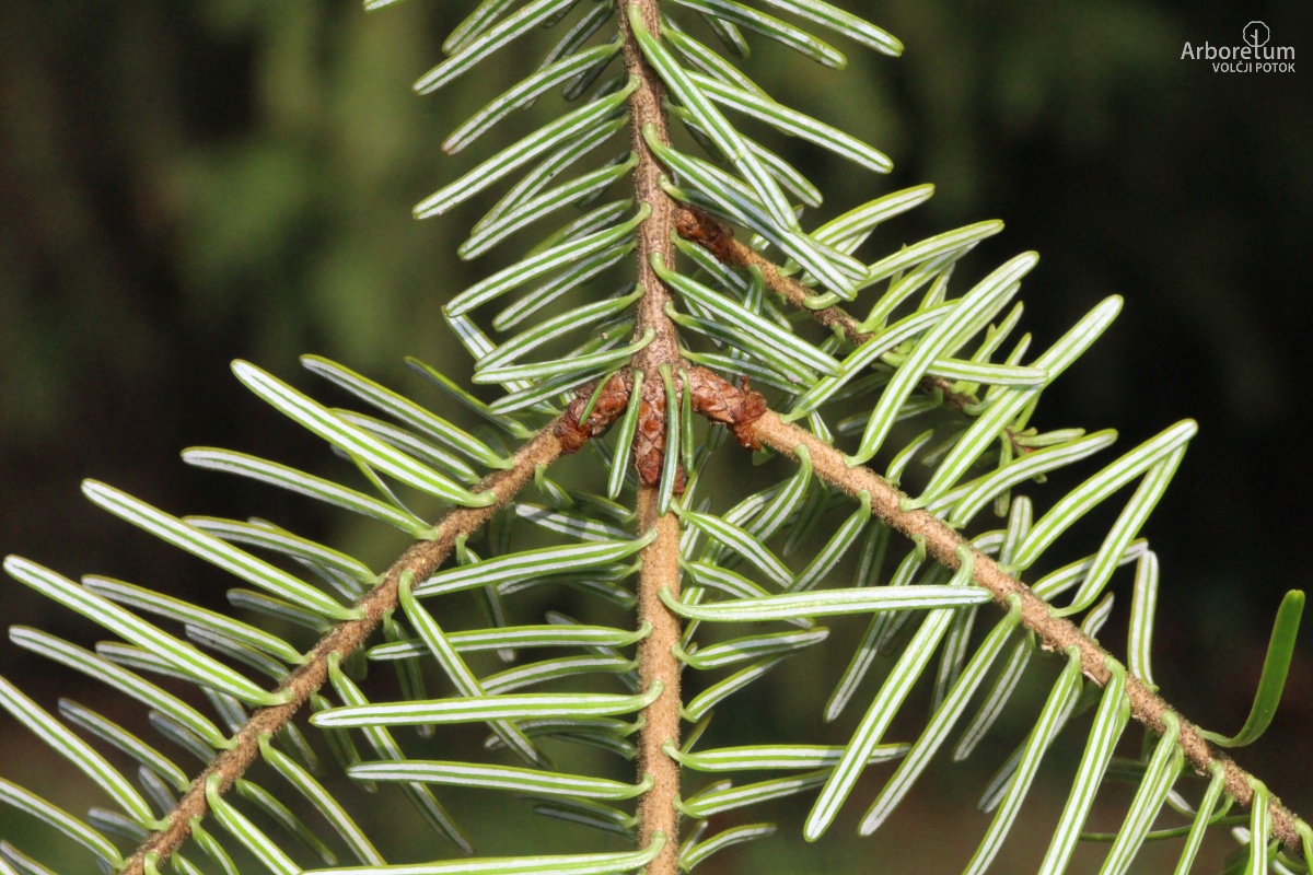 K-3-424_Abies alba ‘Pendula’_v31