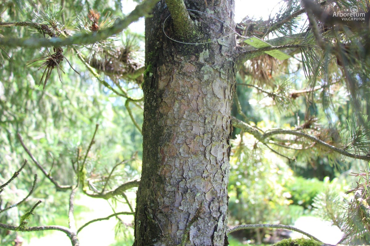 K3-20_Pinus mugo subsp. uncinata_d
