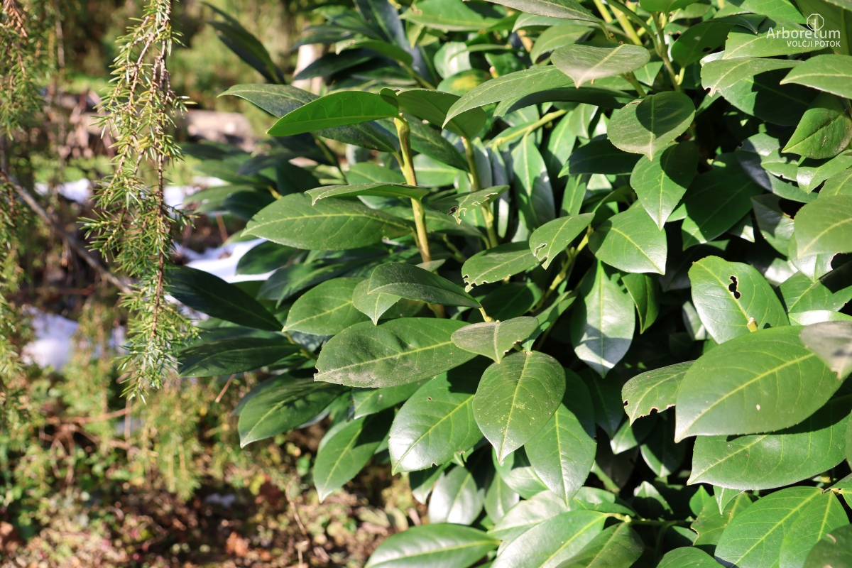 K3-631_Prunus laurocerasus ‘Genolia’_v