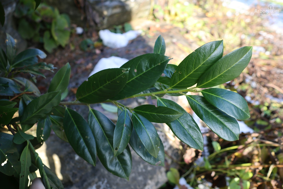 K3-631_Prunus laurocerasus ‘Genolia’_v3