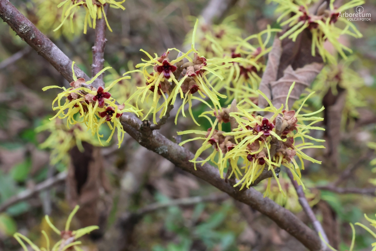 C-3-88_Hamamelis × intermedia ‘Pallida’_c