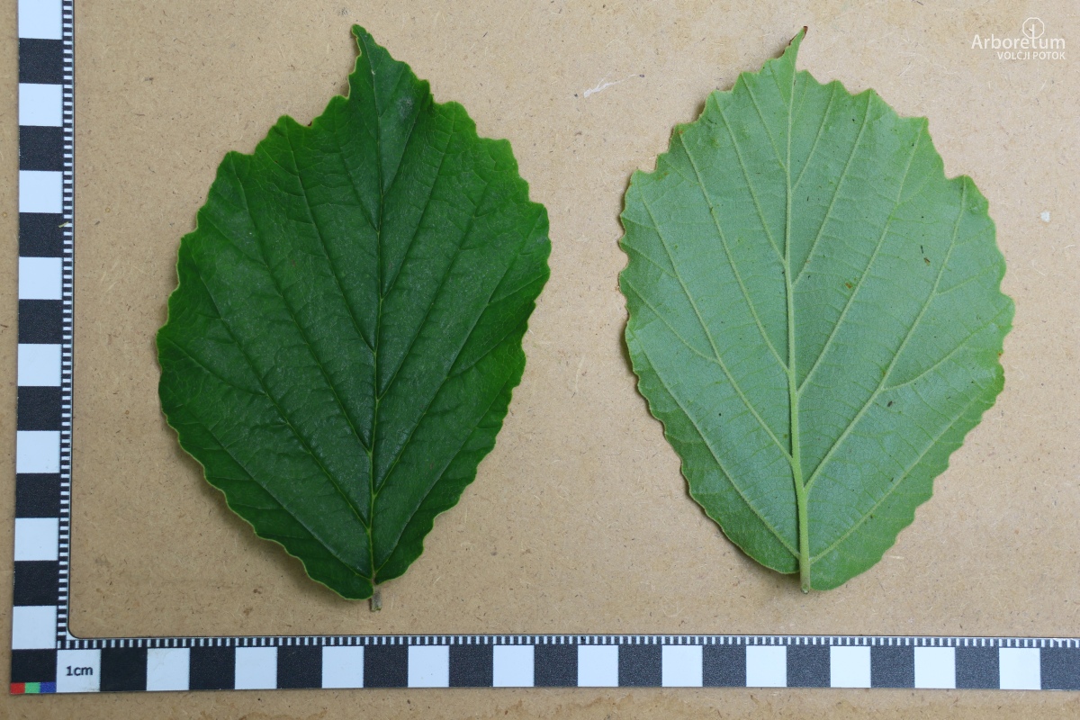 C-3-88_Hamamelis × intermedia ‘Pallida’_l5