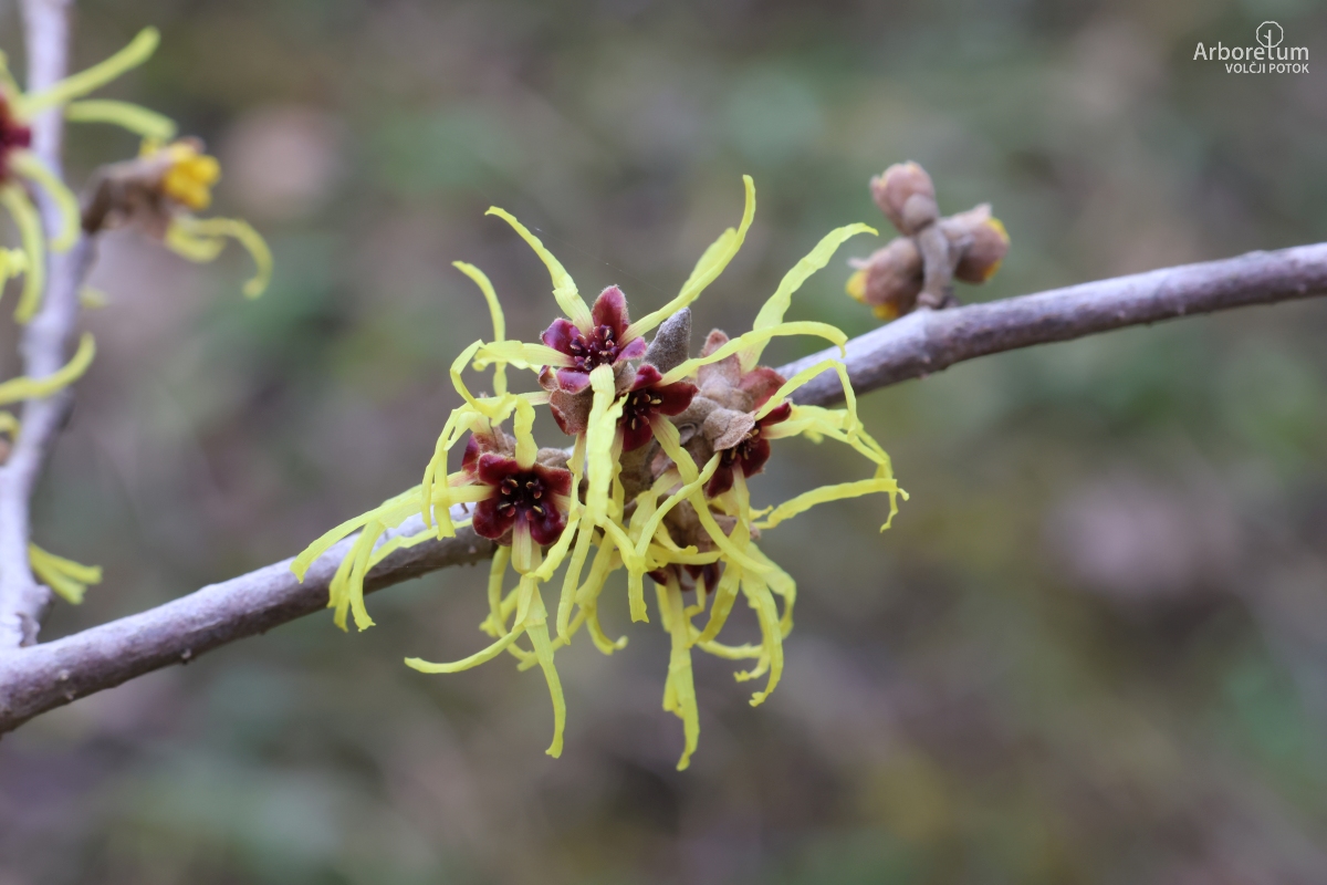 C3-88_Hamamelis × intermedia ‘Pallida’_c3