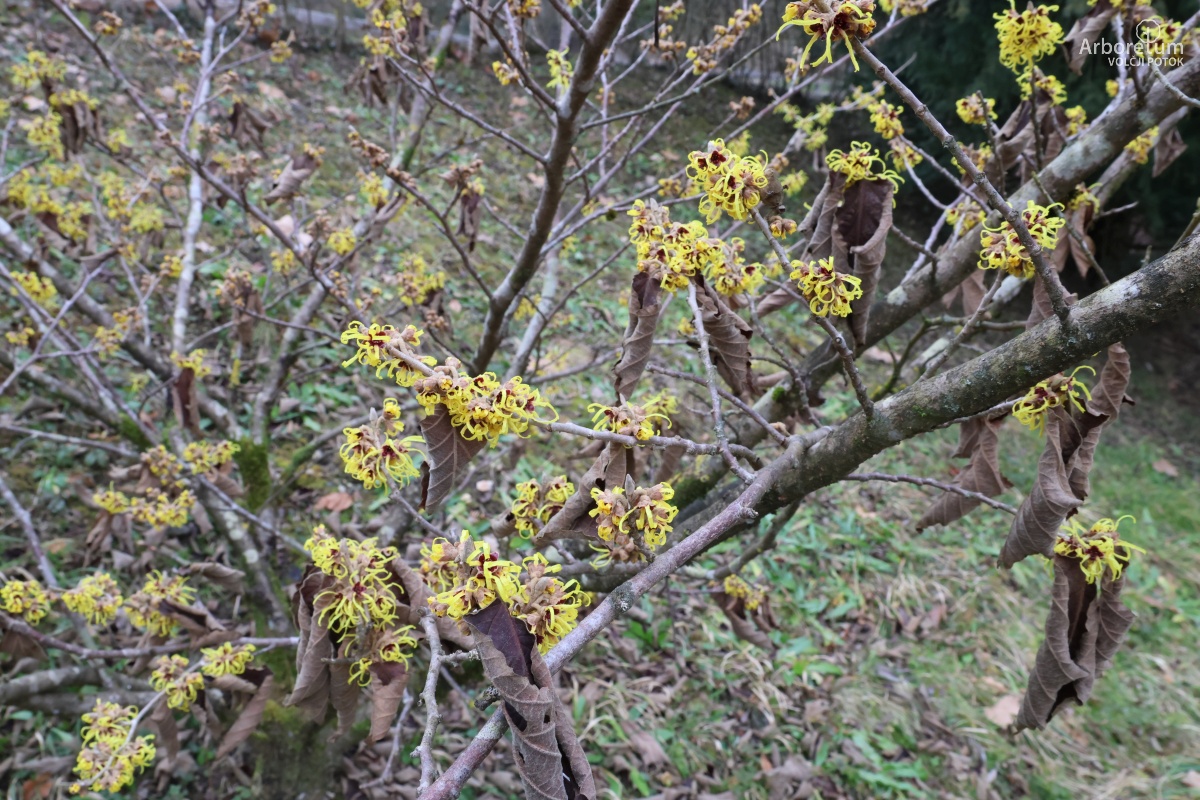 C3-88_Hamamelis × intermedia ‘Pallida’_c4
