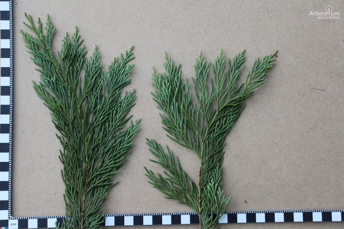 D-4-10_Chamaecyparis nootkatensis ‘Pendula’_l5