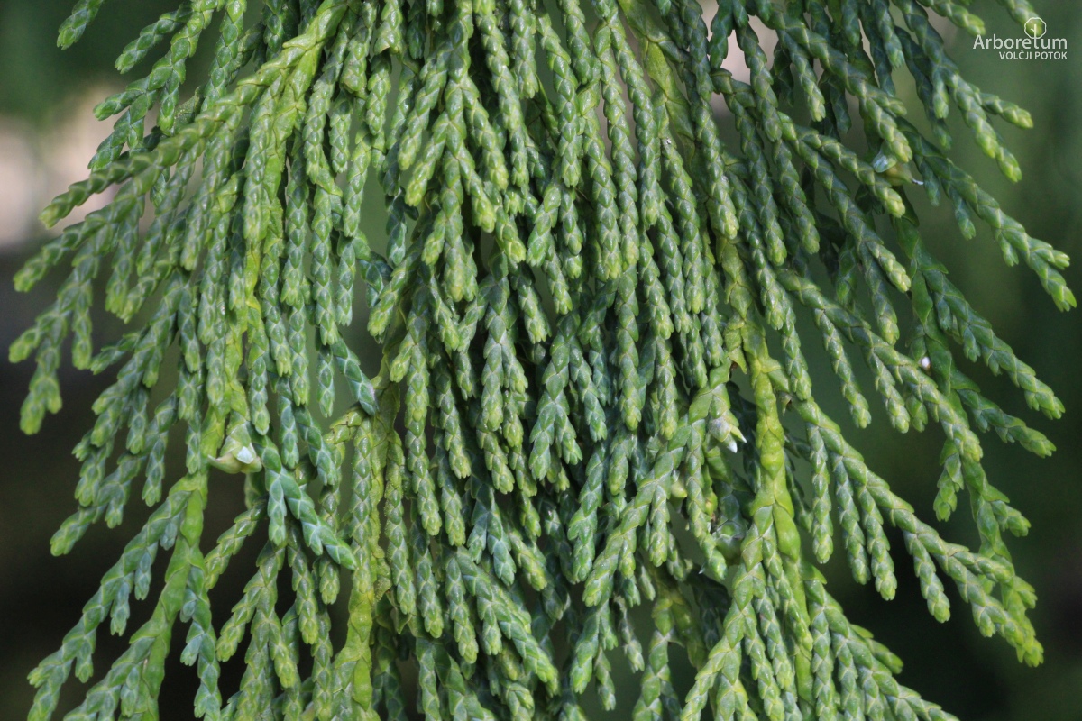 D-4-10_Chamaecyparis nootkatensis ‘Pendula’_v4
