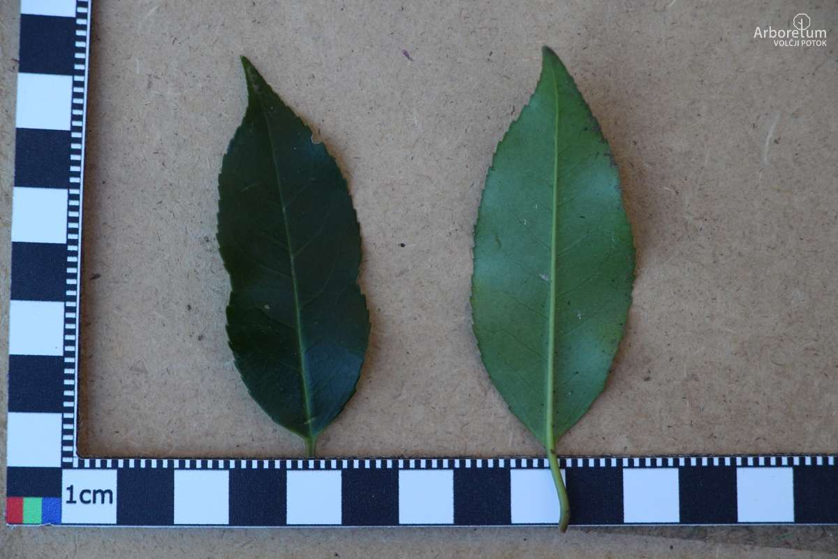 E-1-97_Prunus lusitanica ‘Angustifolia’_l55